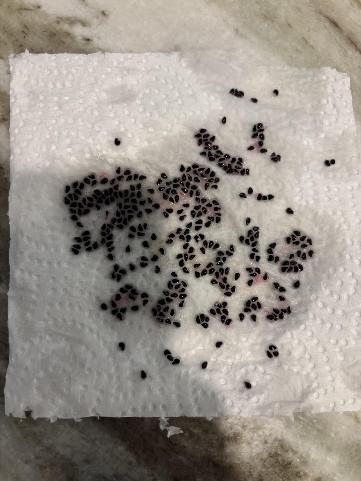Hybrid Dragonfruit Seed – Physical Graffiti X Selenicereus Pteranthus 10x