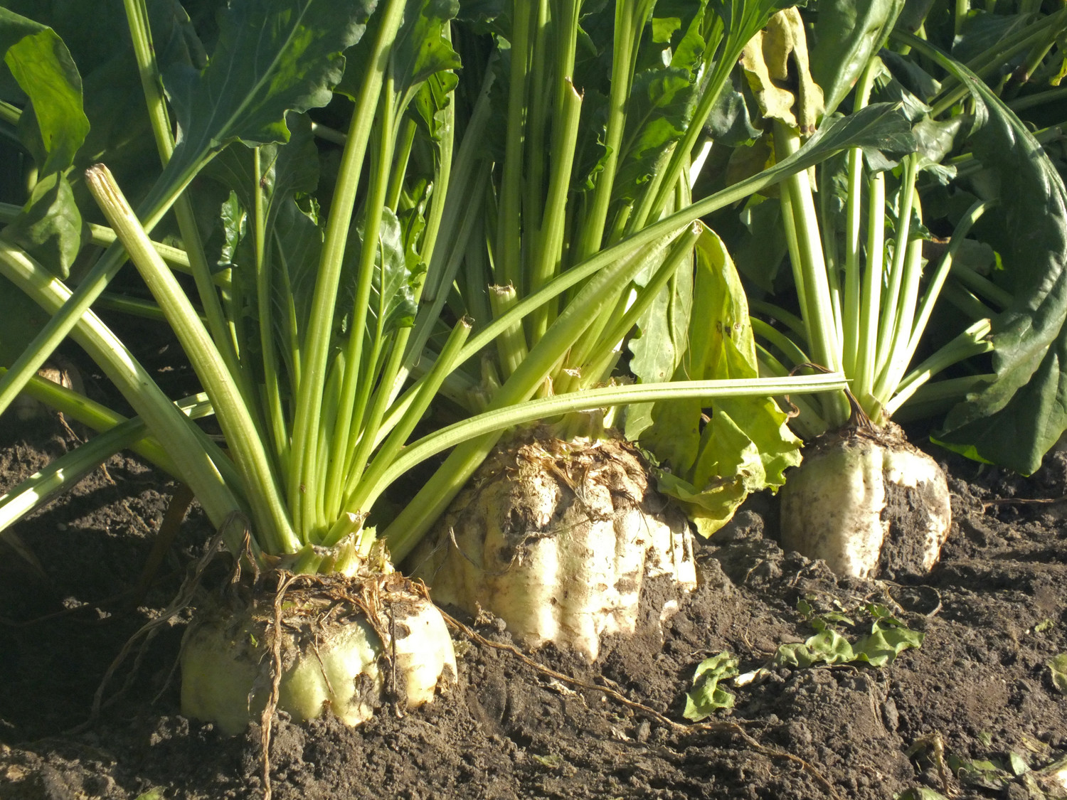 100 or 150 Sugar Beet Seeds-NON GMO-Open Pollinated-Sweet Tasting-Cold Tolerant