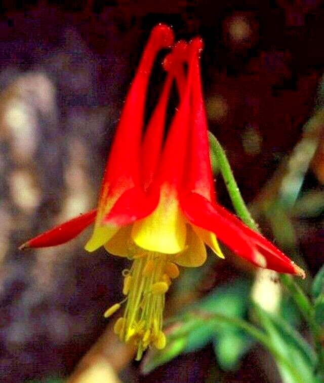 WESTERN RED COLUMBINE, 200 SEEDS, AQUILEGIA FORMOSA, SITKA COLUMBINE