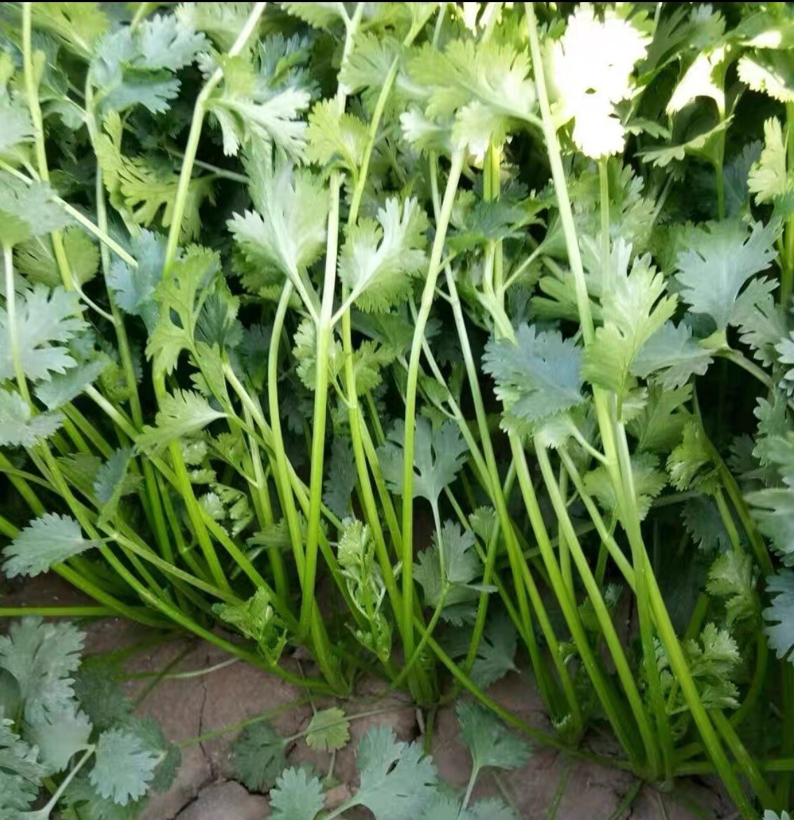 400+ Split Cilantro/Coriander Herb Garden seeds 400多粒香菜种子 2024年新种子