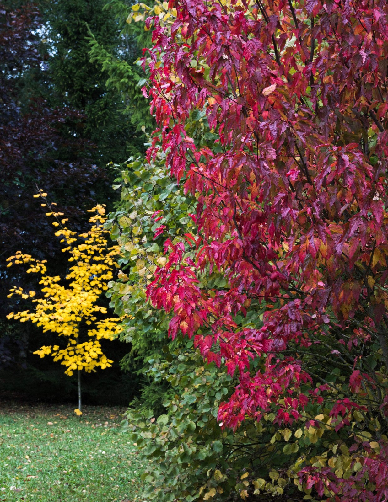 25 SIBERIAN MAPLE TREE Acer Ginnala Seeds – Red Fall Foliage