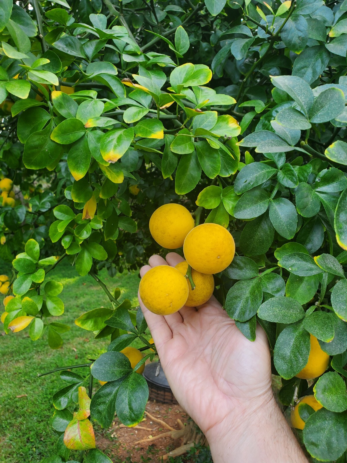 Poncirus Trifoliata Citrus Bush 🍊ACTUAL FRUIT SHIPPED Contain 100+ Seeds Inside