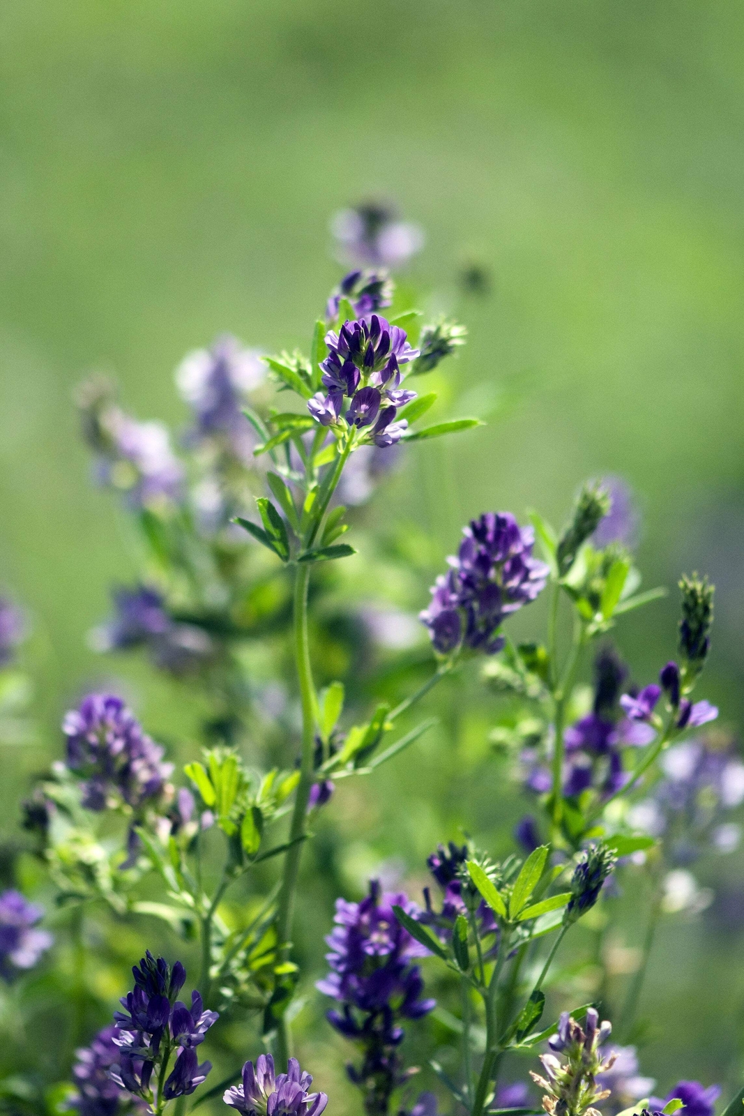 2000 ALFALFA Medicago Sativa Flower Plant Seeds