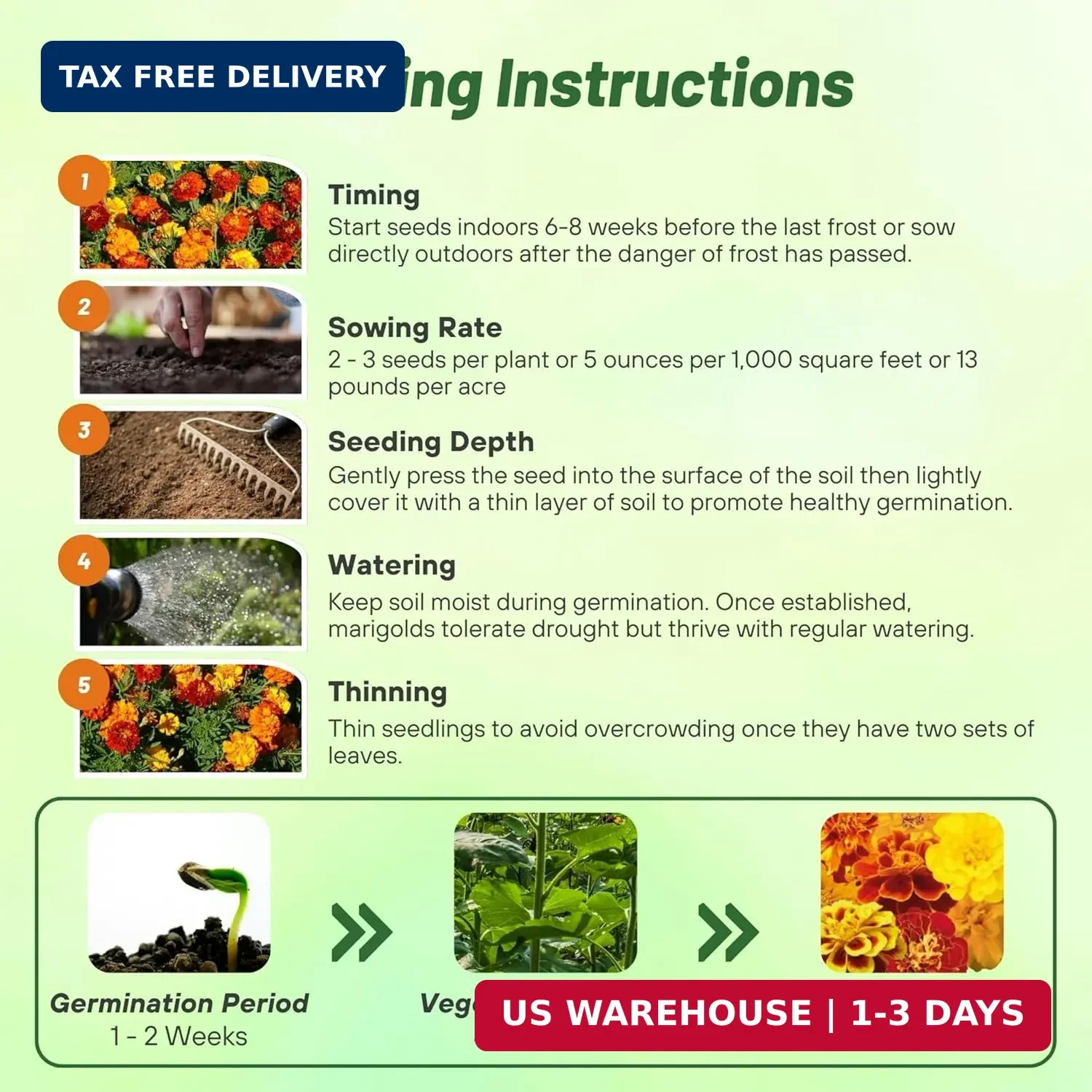 Outsidepride French Marigold Seeds Mix – 1000 Pcs Annual, Compact, Heat & Drough