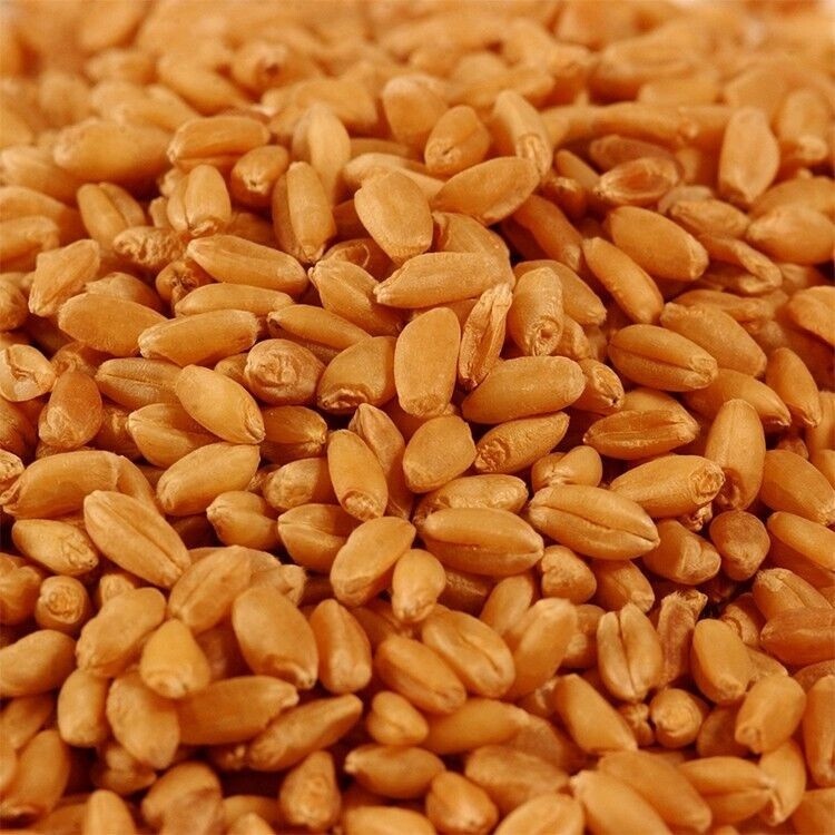 Wheat Grass / Cat Grass Seeds ~ Non-GMO Heirloom ~ 10 OR 20 LBS BULK