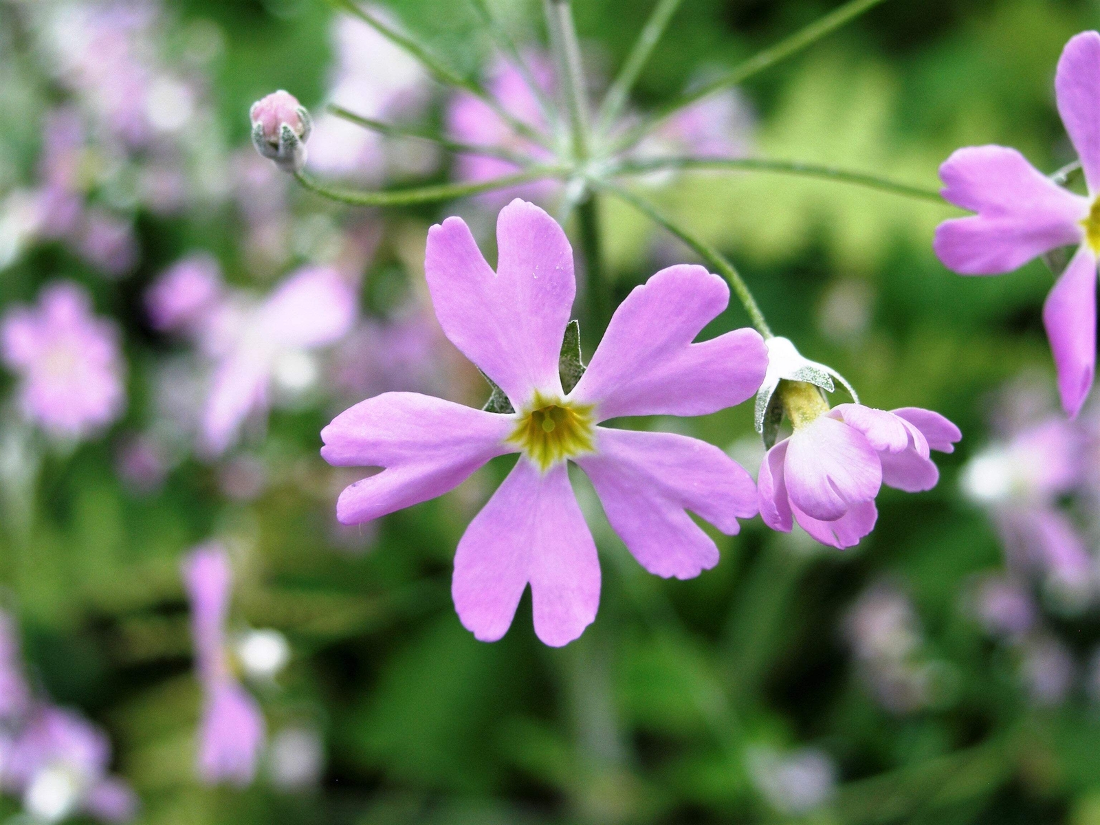 100 PINK FAIRY PRIMROSE Primula Malacoides Shade Houseplant Flower Seeds