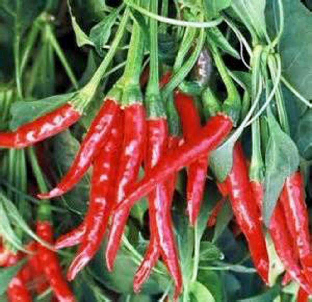 PEPPER SEED, THAI HOT, HEIRLOOM, NON GMO, 20+ SEEDS, THAI PEPPER SEEDS