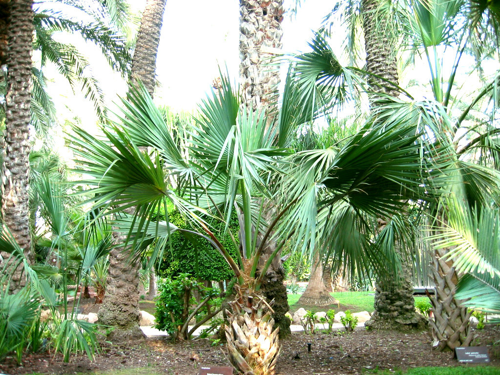Sabal bermudana “Bermuda palmetto” Palm Cold Hardy to 5F! Palm – 100 seeds