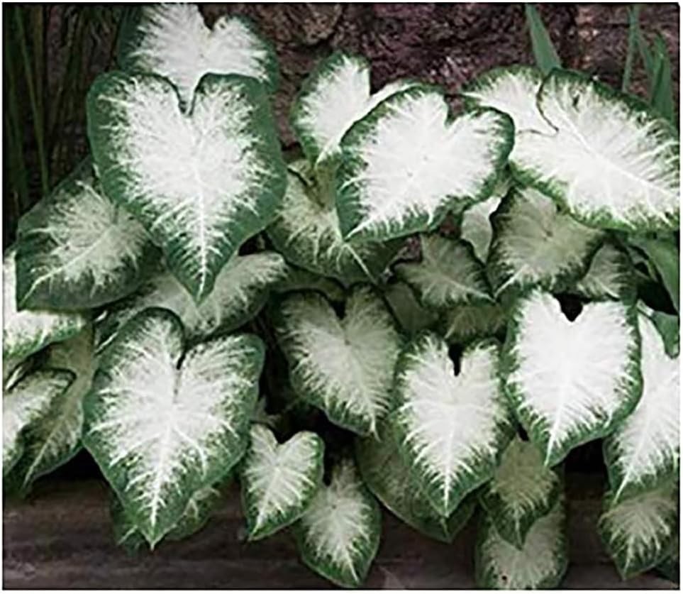 Heirloom Fancy Leaf Caladium Bulbs – Stunning Large Root Plant for Gardens