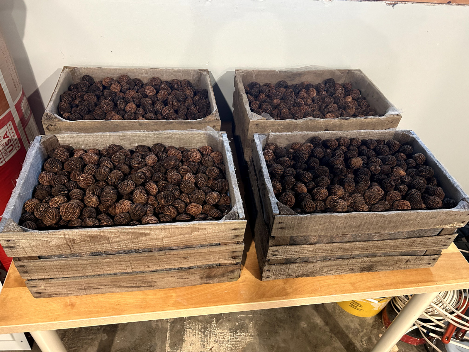 BLACK WALNUTS: 5lb Box Organic 2025 Harvest, Naturally Grown in Maryland.