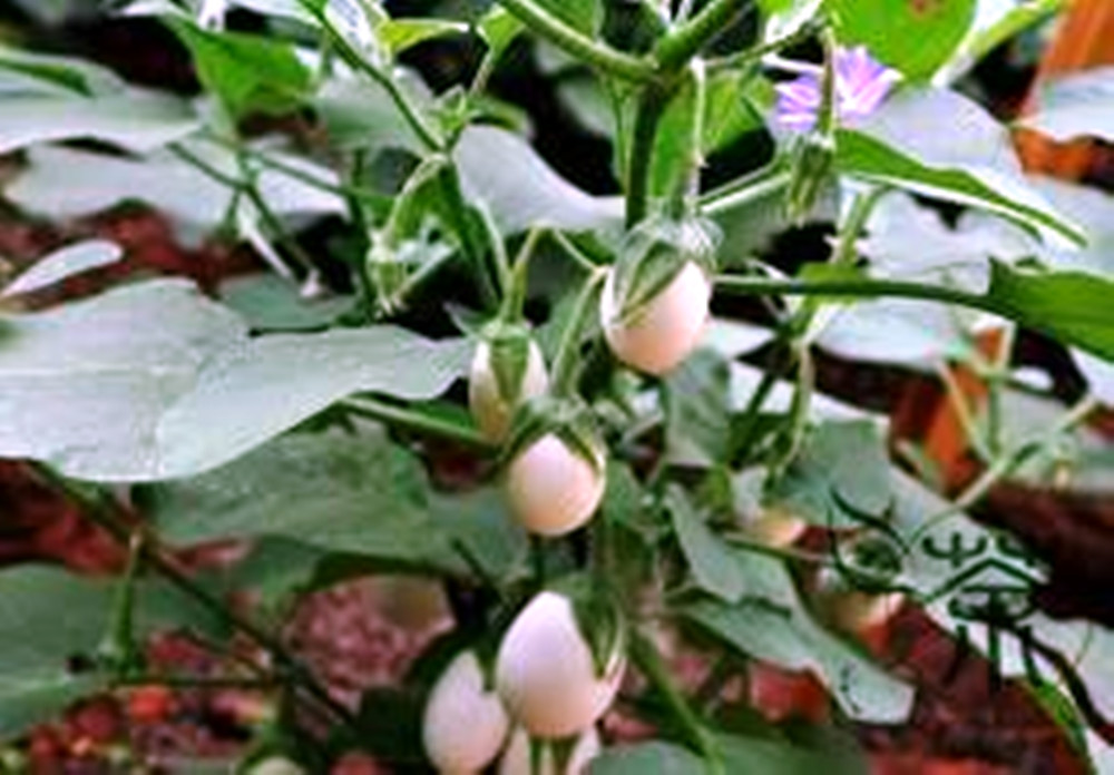 Ornamental Eggplant – 100 Seeds – Edible – Solanum Melongena