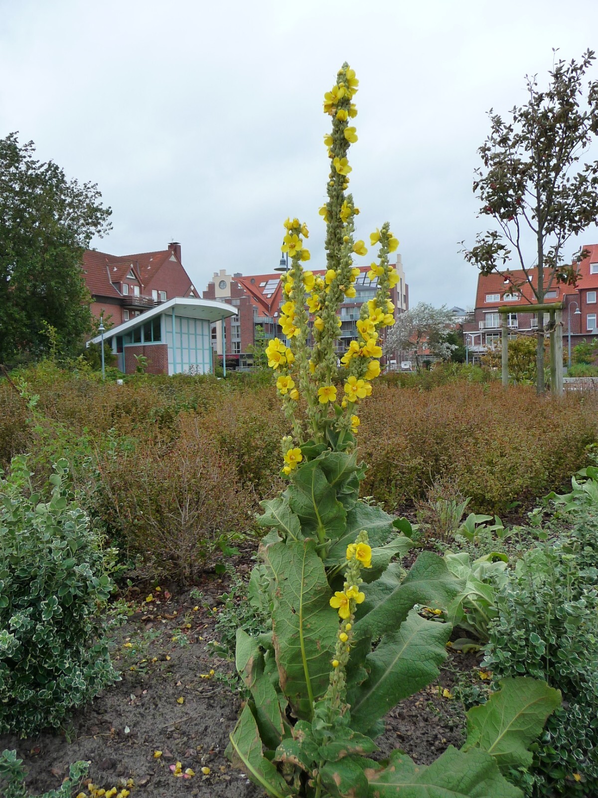 1000 Mullein Seeds – Verbascum thapsus – Herb – Great Mullein