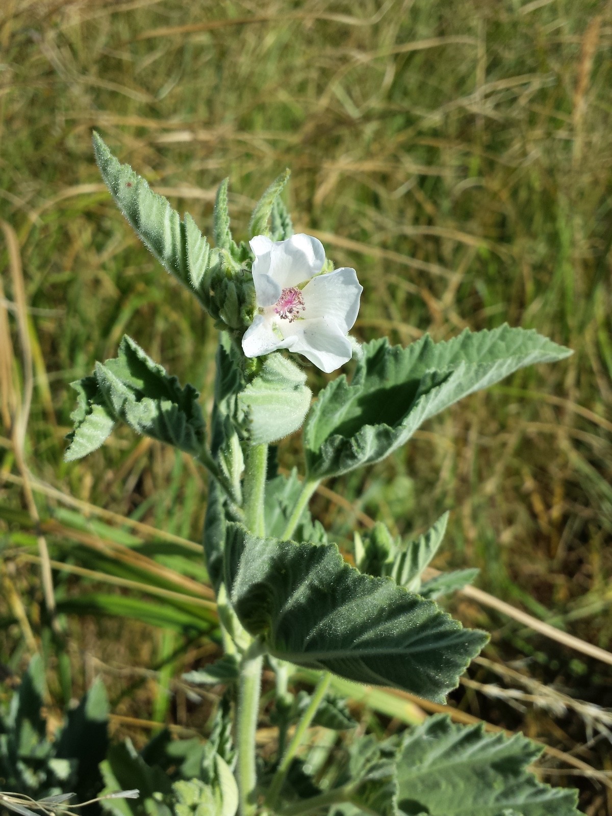 Common Marshmallow Seeds – Althaea officinalis Seeds – Marsh Mallow