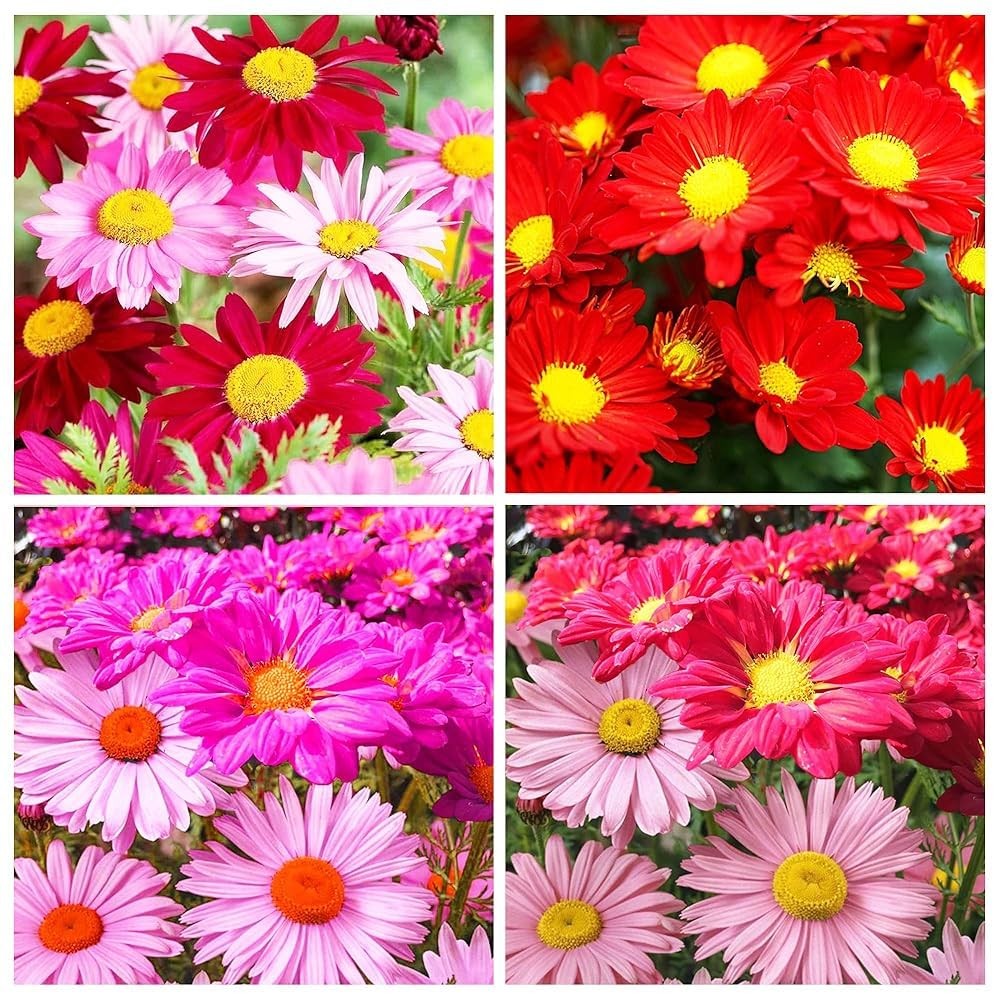 1900+ Mix Pyrethrum Seeds – Multi-Color Insect-Repelling Flowers, Practical P…