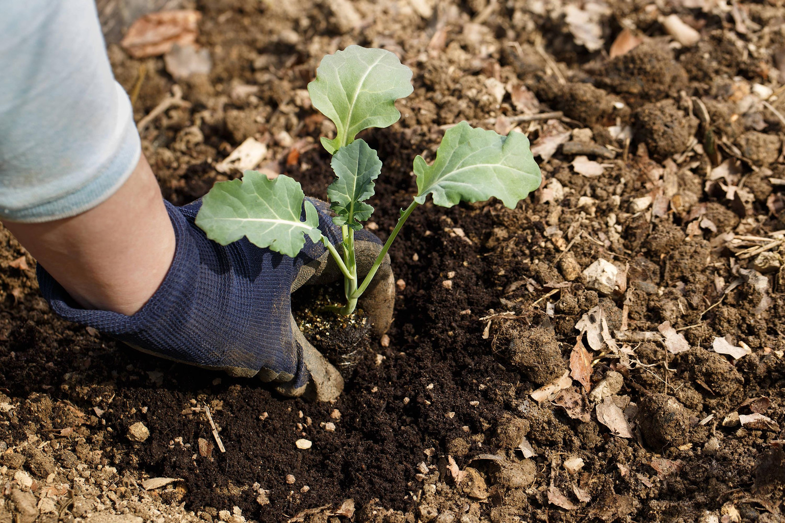 Waltham 29 Broccoli Seeds Non-GMO Heirloom, Tracking Included, Backyard