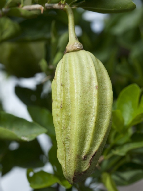 ~Guajilote~ Parmentiera Aculeata CUCUMBER FRUIT Tree Live Sml Potd Starter Plant