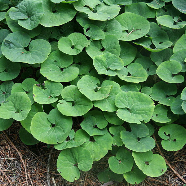 20 Wild Ginger Live Bare Root Rhizomes Perennial Ground Cover Flower