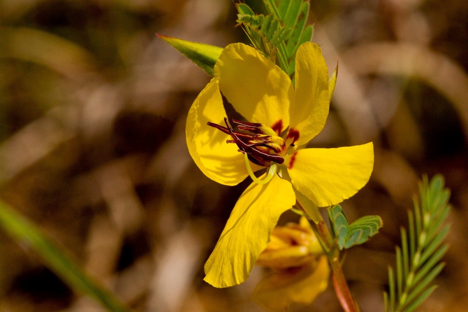 Chamaecrista fasciculata 30 Seeds – Partridge Pea