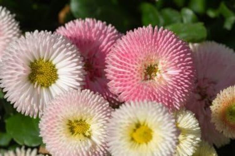 English Daisy Seeds – 300+ Bellis perennis Pompon Mix, Non-GMO Heirloom,
