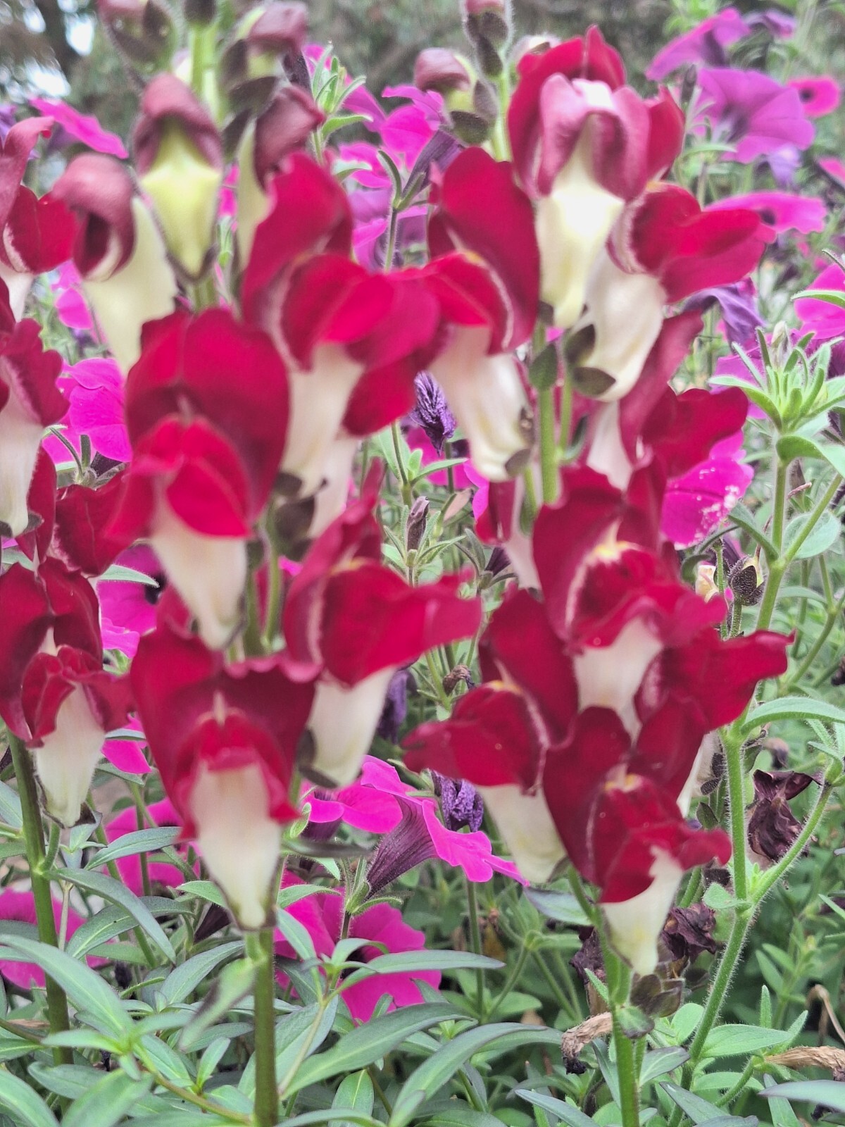SNAPDRAGON NIGHT AND DAY 200 SEEDS DEEP-RED WITH A WHITE THROAT.