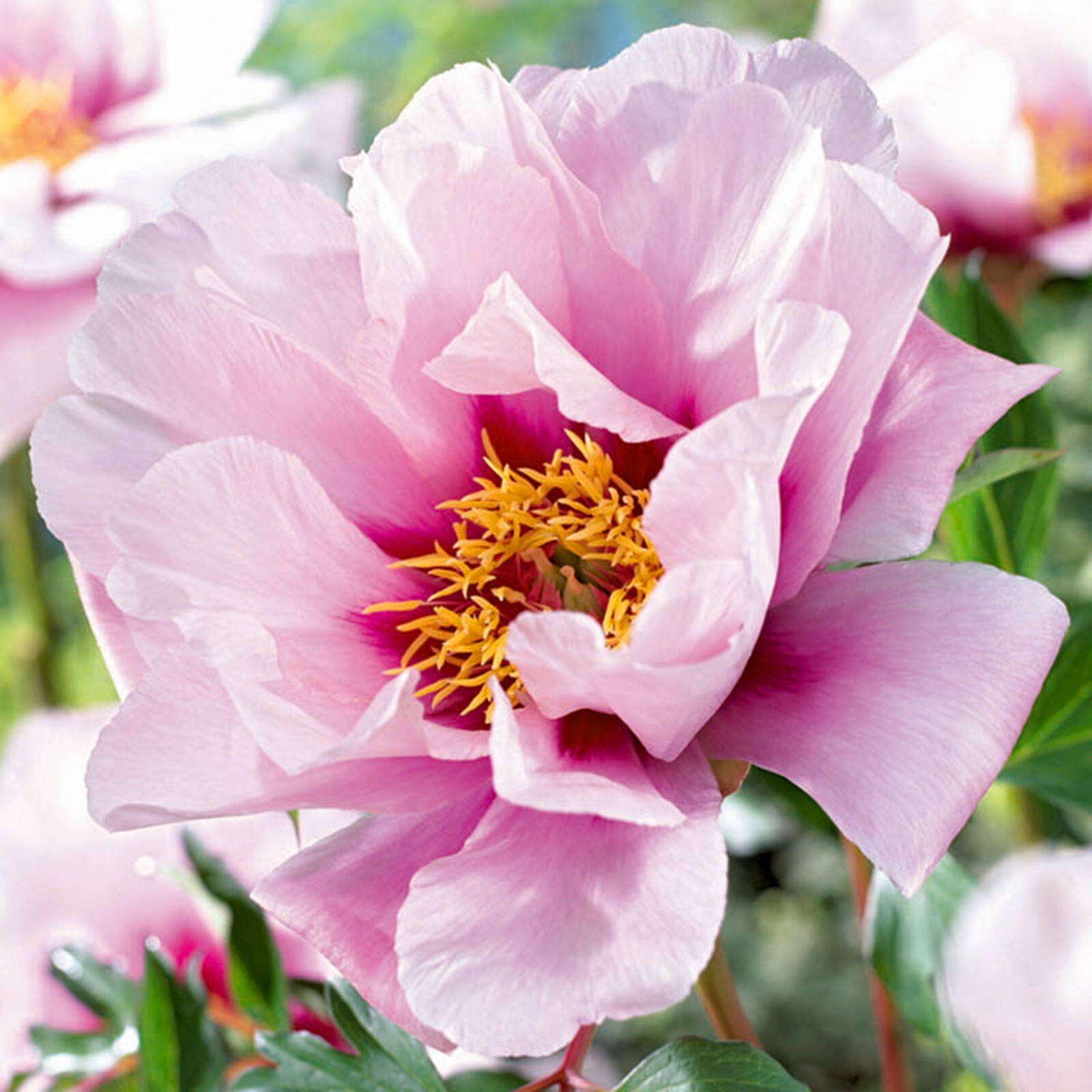 Garden State Bulb Cora Louise Itoh Peony Flower Bulbs Bare Root, Spring Planting