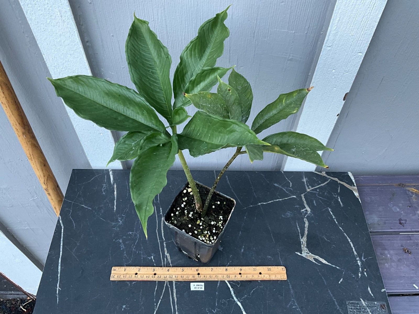 Amorphophallus sp. araceli -2YO Tropical Collectors Rare Plant Aroid Bulb Flower