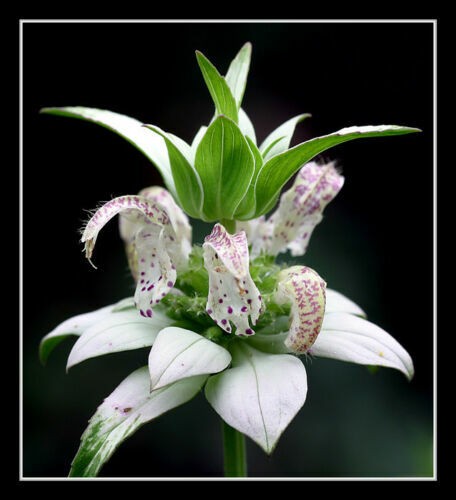320 SEEDS – beebalm SPOTTED – RARE PERENNIAL white – GroCo – BUY 15=SHIPS FREE