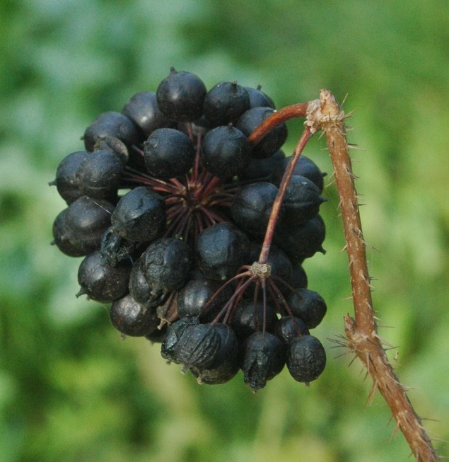 Eleutherococcus senticosus SIBERIAN GINSENG Hardy Exotic Seeds!