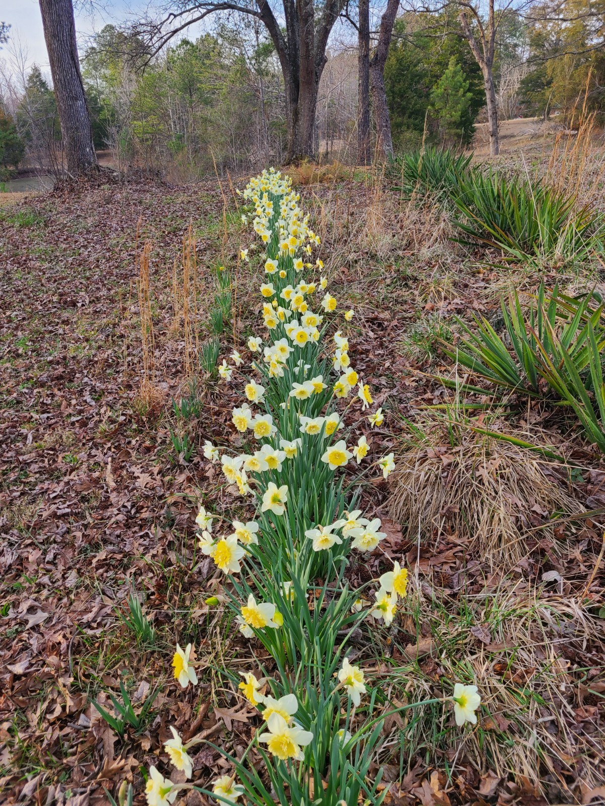 Lot of 10 Daffodil Ice Follies, 10 Bulbs