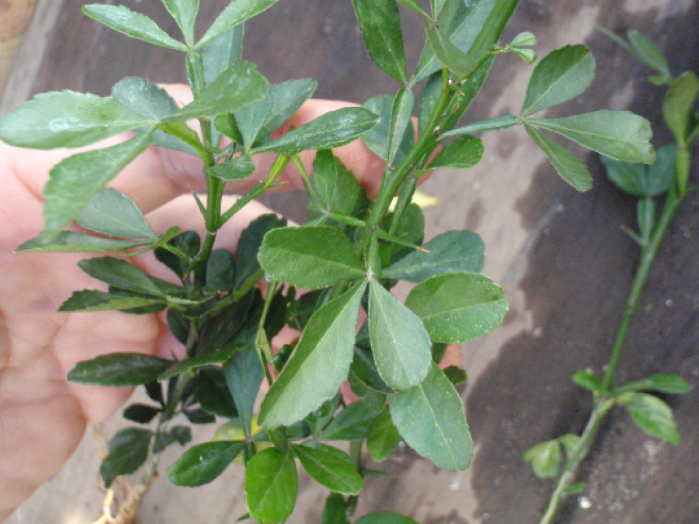 6-12″ tall Trifoliate Orange (Poncirus trifoliata) 1-2 year old plant