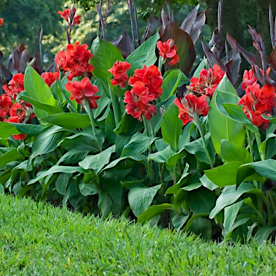 RED CANNA LILY INDICA SEEDS INDIAN SHOT Arrowroot Flowers Attracts Hummingbirds