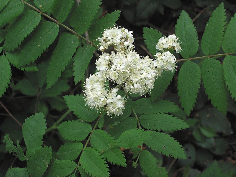 Rowan, (European Mountain Ash), Sorbus aucuparia, Tree Seeds (Fast, Fall Color)