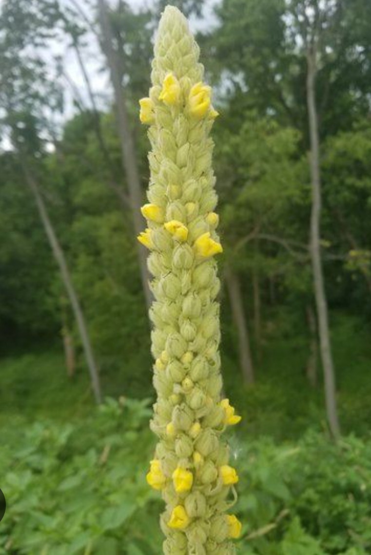 1000+ Mullein(Verbascum Thapsus) Seeds From Tennessee