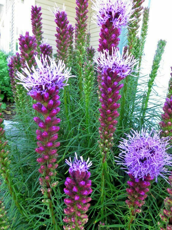 100+ MARSH Dense BLAZING STAR Seeds Gay Feather Native Wildflower Pollinators