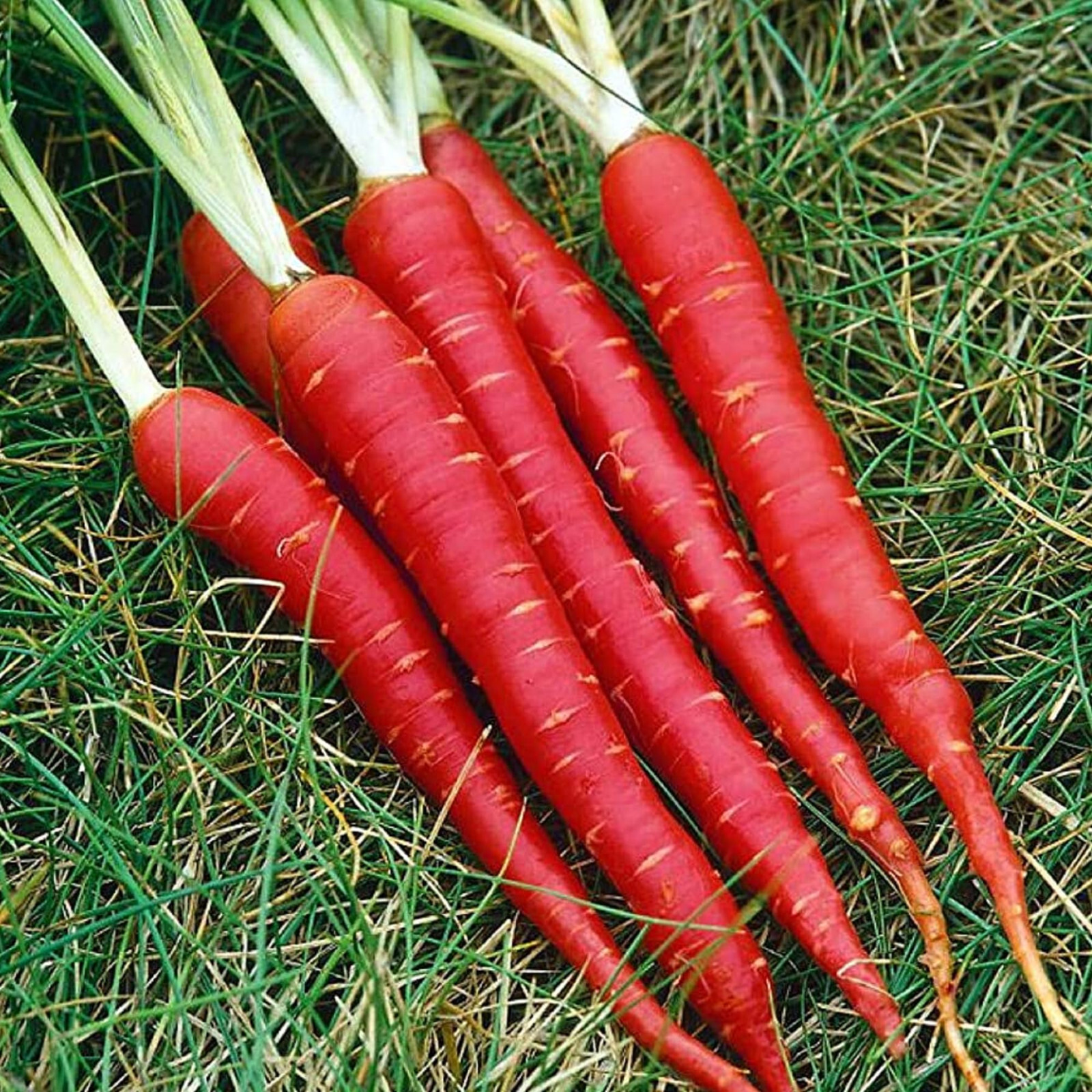 JAPANESE Kyoto Red Carrot Seeds (100) / FANTASTIC FLAVOR / SUPER RARE