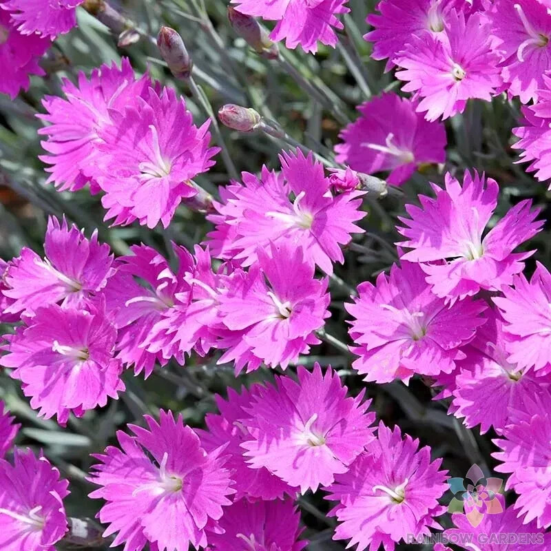 200+ Firewitch Carnation Seeds for Garden Planting – USA – FREE SHIPPING!