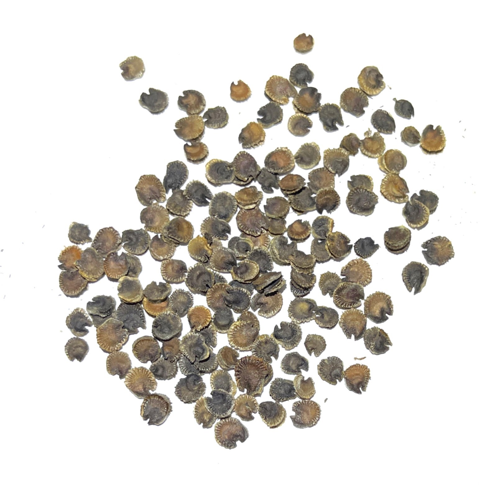 100 Heirloom Double Majorette Hollyhock Seeds – Mixed Biennial Flower for Garden