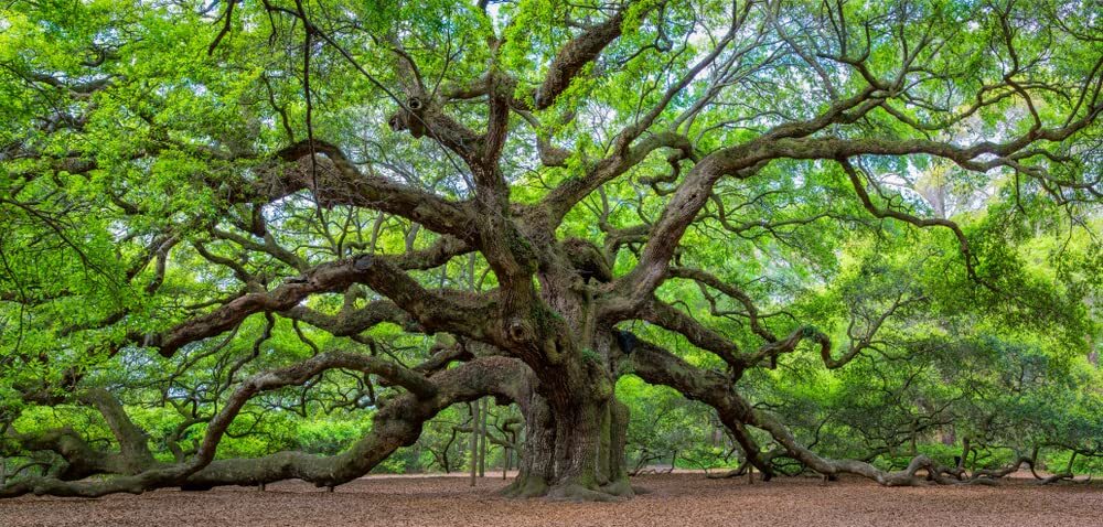 Live Oak Seeds for Planting – 5 Large, Fresh Seeds – Quercus virginiana