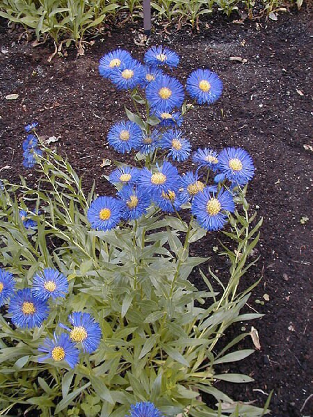 1000 BLUE FLEABANE DAISY (Dainty Aspen Fleabane) Erigeron Speciosus Flower Seeds