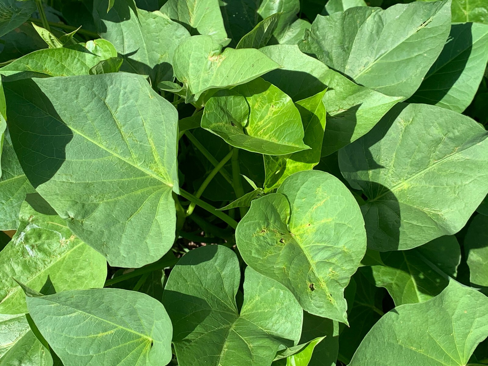 20 Edible Sweet Potato Plant Vine, Beauregard Sweet Potato slip Cuttings