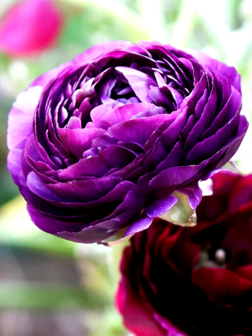 Purple Ranunculus Flowers 14 Bulbs Peony Rose Corms Wedding Flower Garden Plants