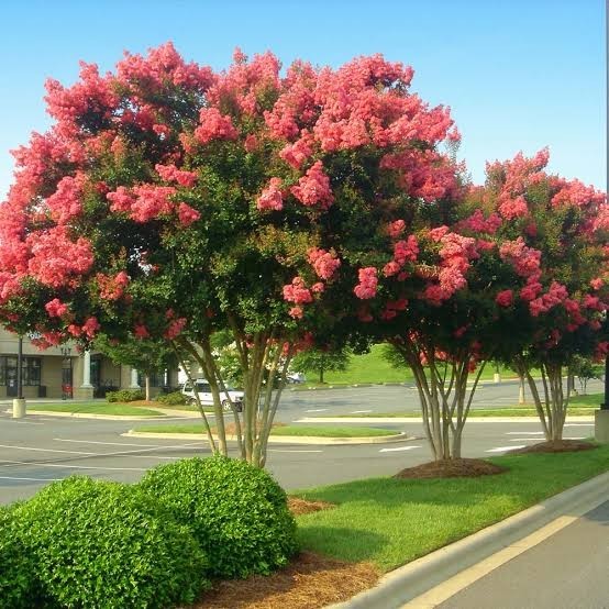 500 Premium Crepe Myrtle Tree Seeds – Easy to Grow – Free Growing Guide Included