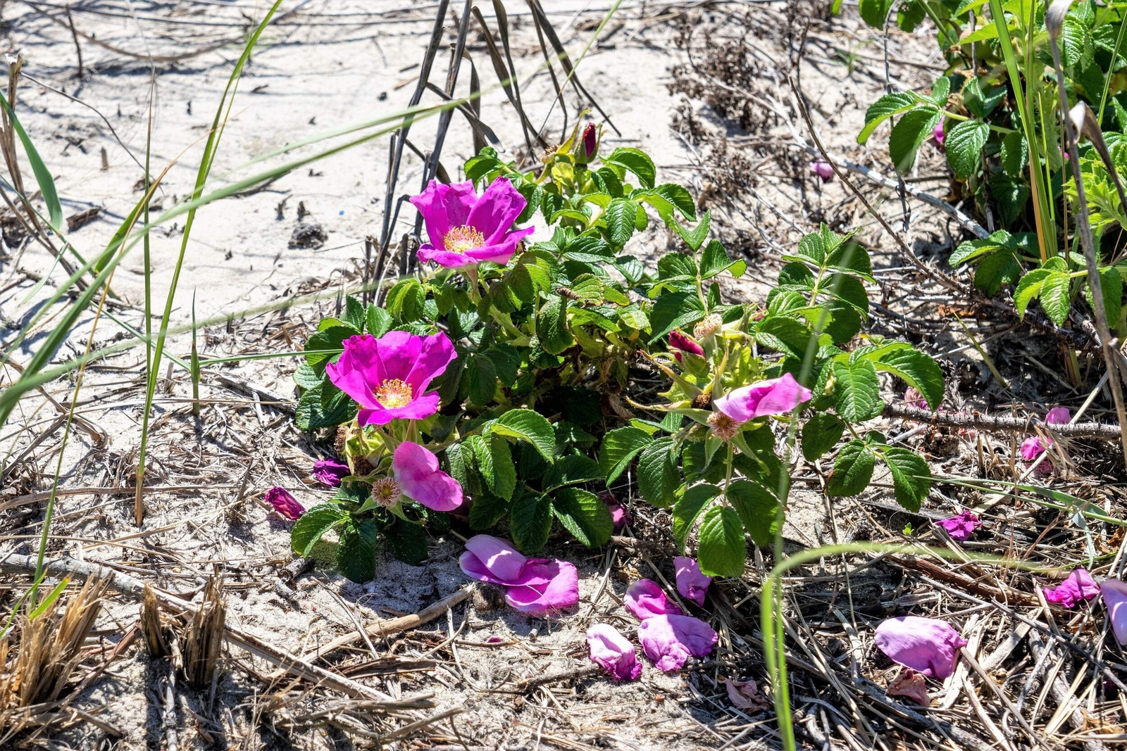 50 Pink BEACH ROSE Seaside Sand Rose, Beach Tomato Rosa Rugosa Hips Flower Seeds