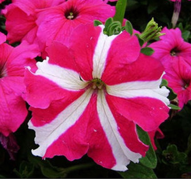 100 PCS Red Star Petunia Seeds B50, or 200 PCS Blue Fancy Petunia Seeds B49