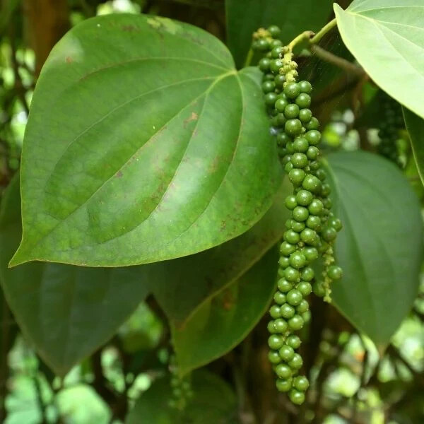 Black Peppercorn (Piper nigrum) Vine Seeds (30) / ORGANIC / FLORIDA GROWN