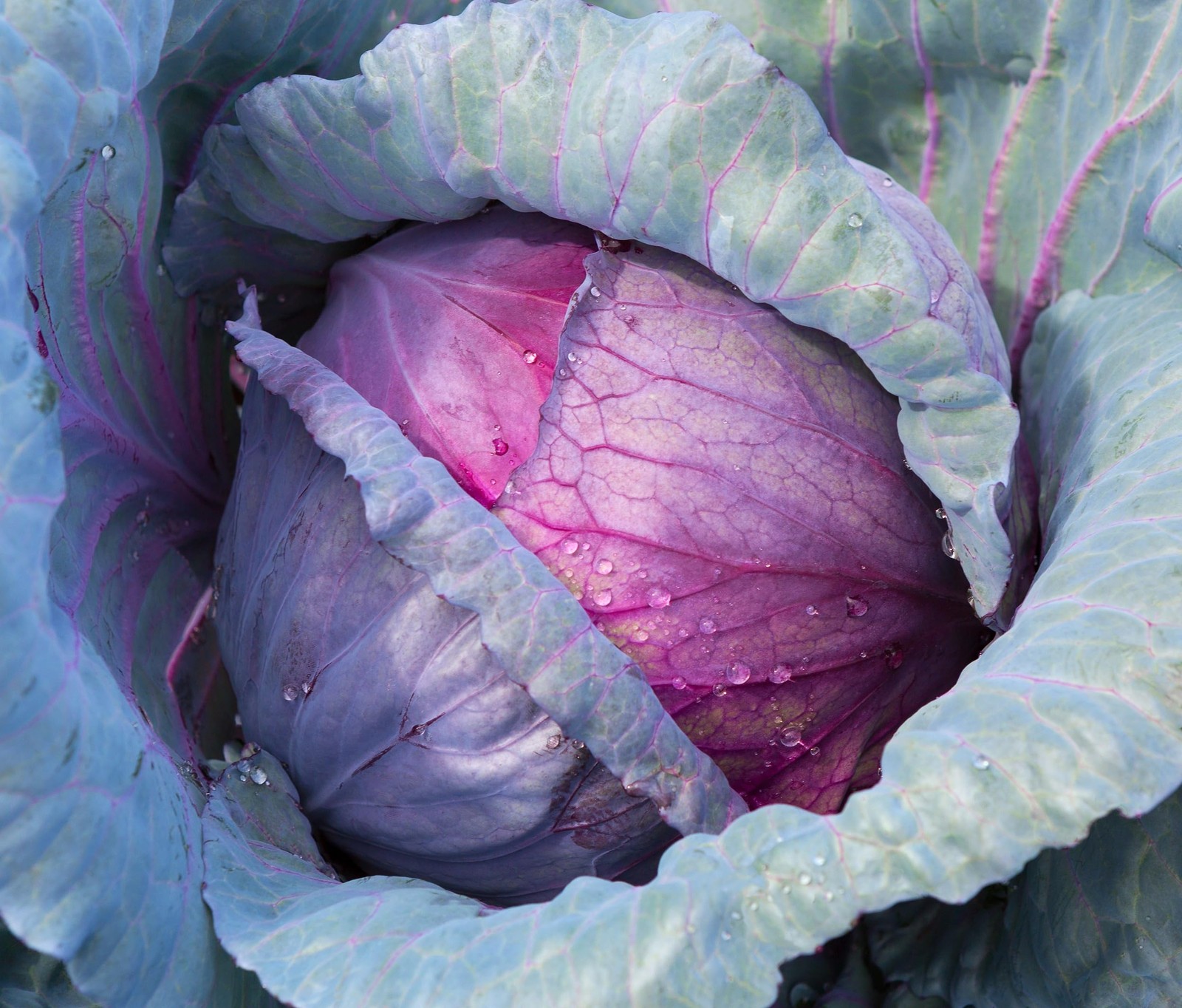 Red Acre Cabbage Seeds for Planting – Plant & Grow Heirloom Red Acre Cabbage …