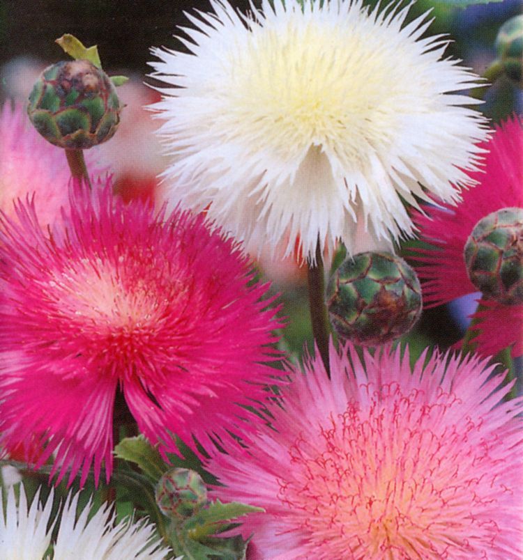 100 SEEDS – sweet sultan FRAGRANT CUT FLOWER GroCo BUY ANY 15 ITEMS-SHIPS FREE
