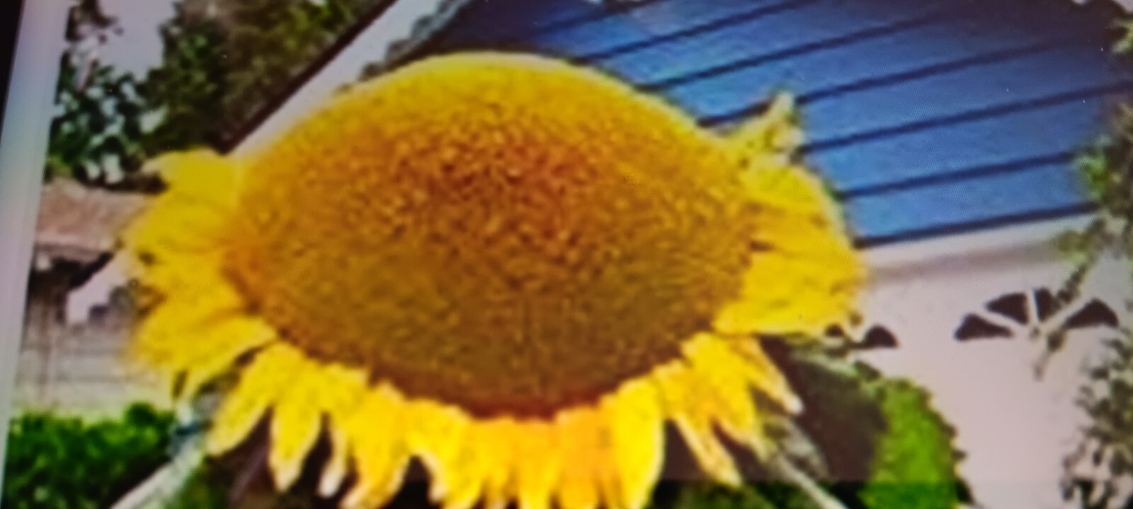 101 Mongolian Giant Sunflower Seeds CT Grown Outdoors Non GMO Huge!