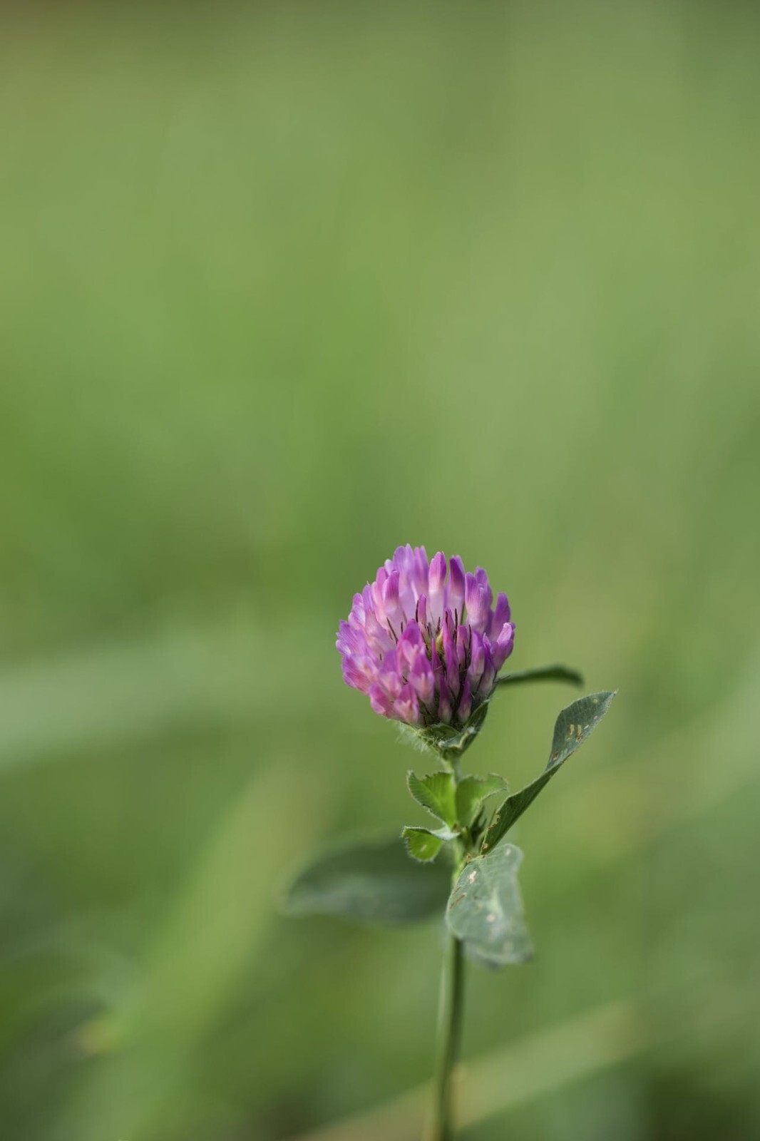 Medium Red Clover Seed – NON-GMO Heirloom Cover Crop & Pasture