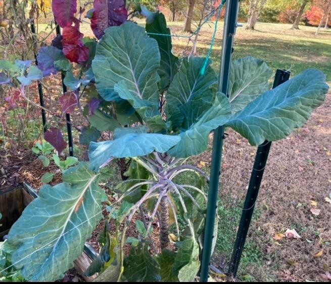 COLLARD GREEN (AFRICAN TREE COLLARD HYBRID-LONGHEAD) -6 FOOT PLANTS- 50 SEEDS!!!